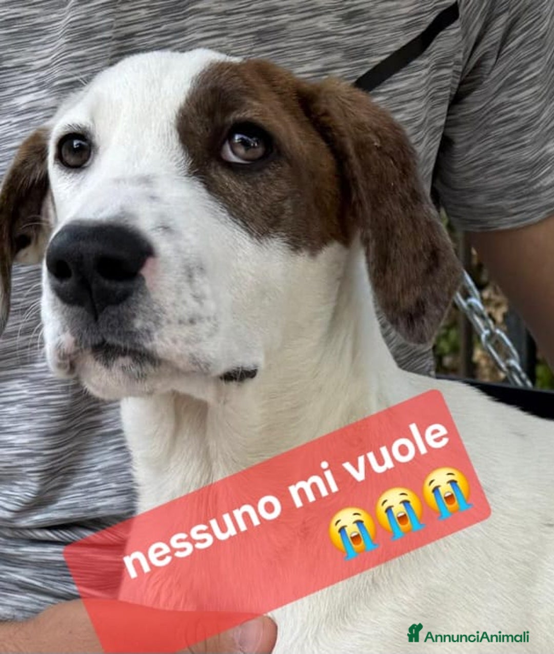 Meticcio cani in regalo: Mary e Nocciolino 4mesi e 1/2 INVISIBILI! SICILIA - Annuncio 4