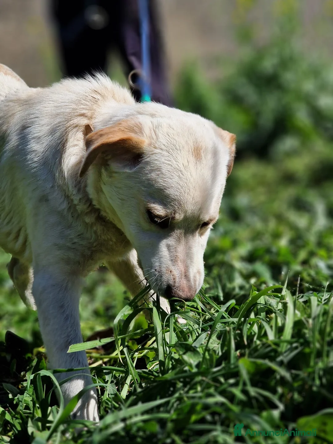 Meticcio cani in regalo: YAGO ASPETTA UNA MAMMA - Annuncio 3