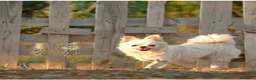 Chihuahua cani in vendita: Maschietti chihuahua pelo lungo  - Annuncio 1