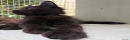 Maine Coon gatti in vendita: Maschietto nero di maine coon (Black Velvet) - Annuncio 6