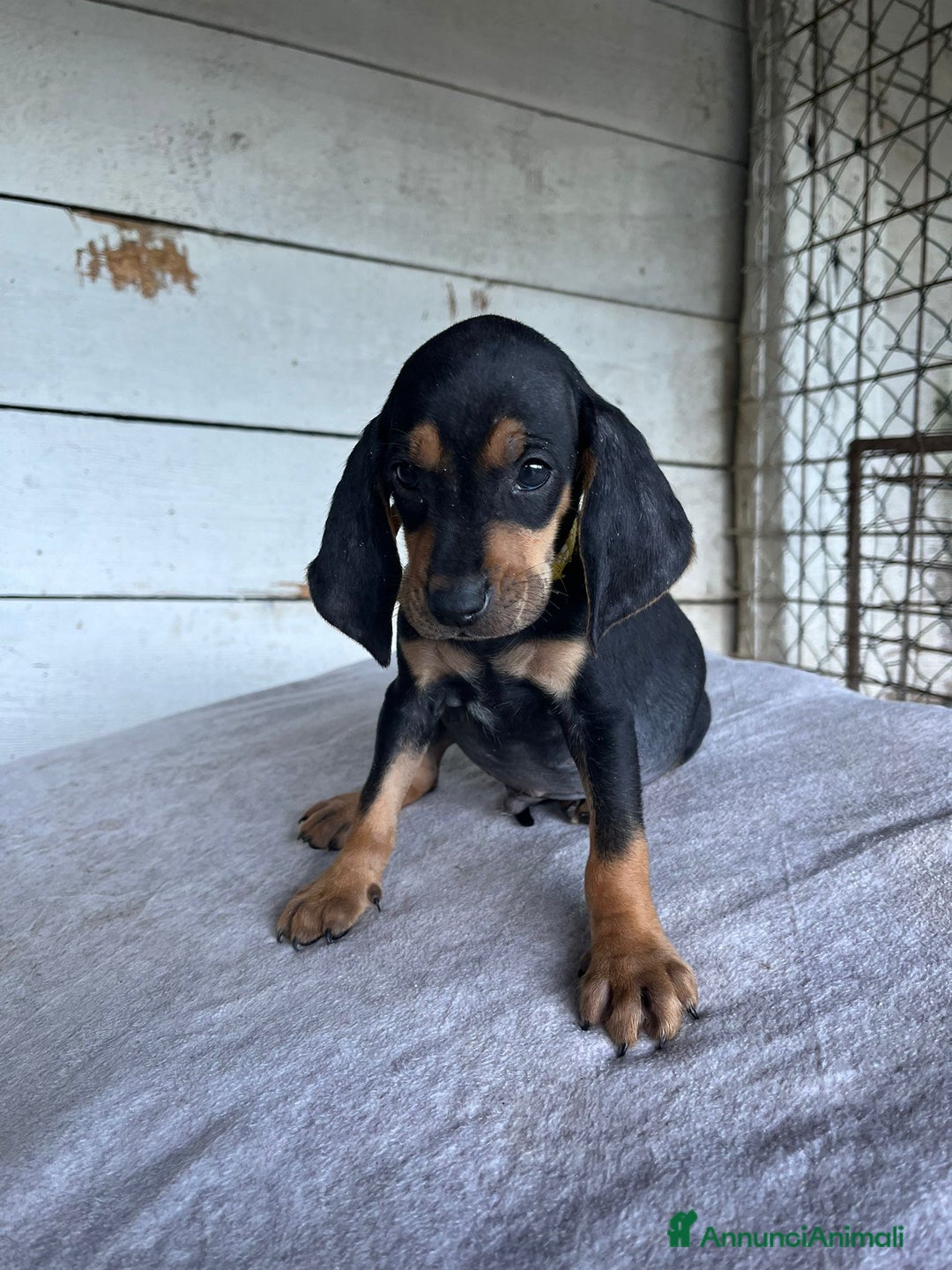 Segugio cani in vendita: segugio italiano  - Annuncio 8