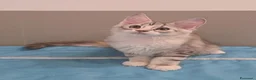 Maine Coon gatti in vendita: Cucciolata F Dolci Fusa - Annuncio 4