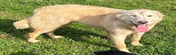 Meticcio cani in regalo: Incrocio golden retriever (CHIARA) - Annuncio 1
