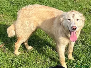 Meticcio cani Incrocio golden retriever (CHIARA) - Annuncio 2