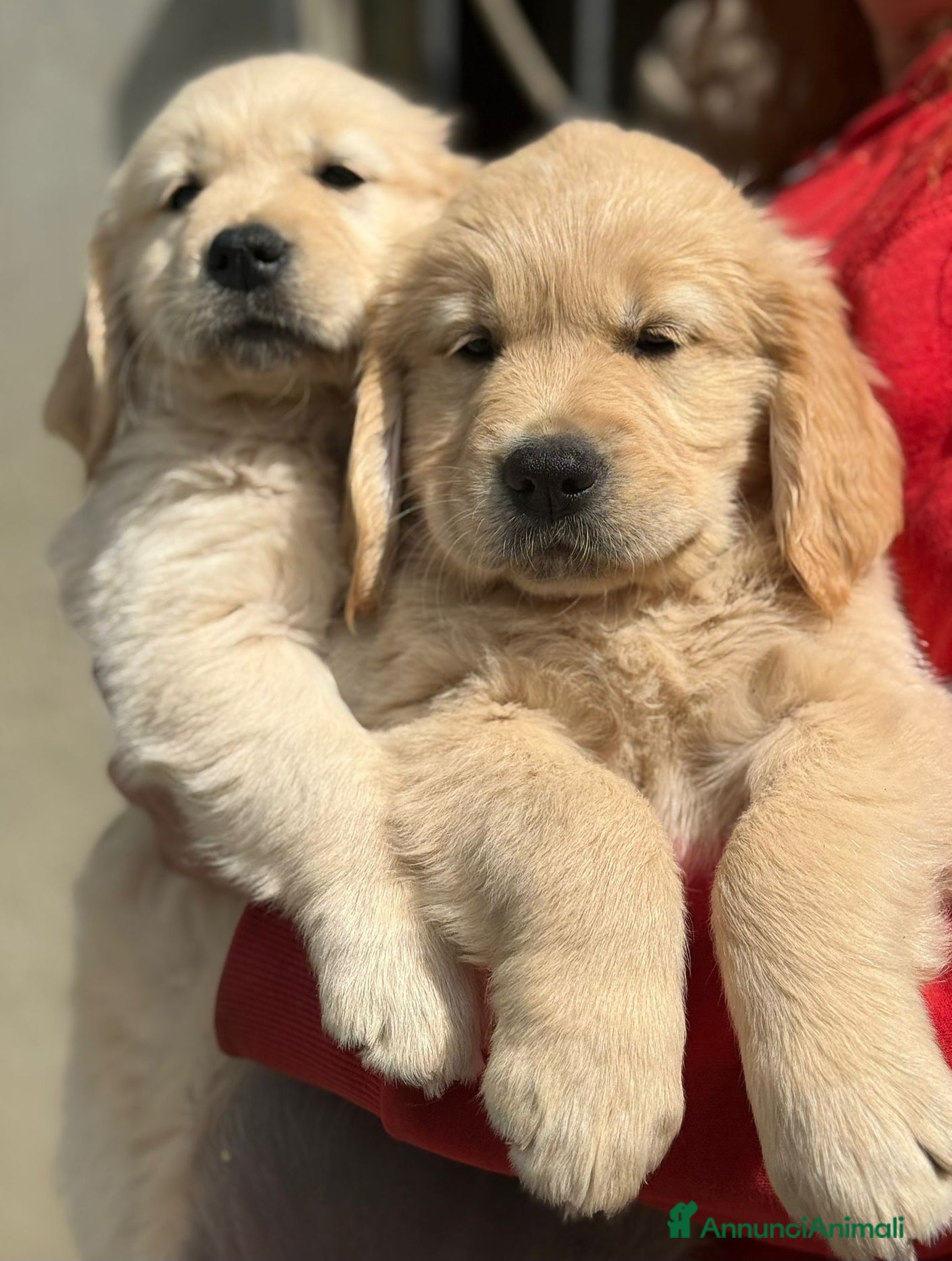 Golden Retriever cani in vendita: Cuccioli di Golden Retriever linea Inglese - Annuncio 2