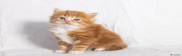 Siberiano gatti in vendita: Cuccioli gatto siberiano disponibili - Annuncio 11