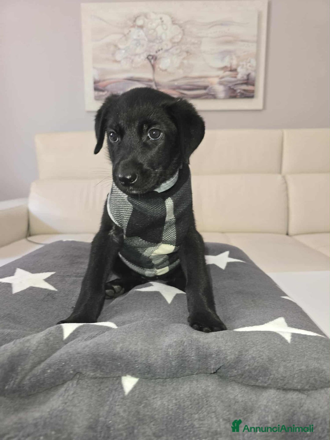 Meticcio cani in regalo: dolcissima cucciola nerea in regalo - Annuncio 1