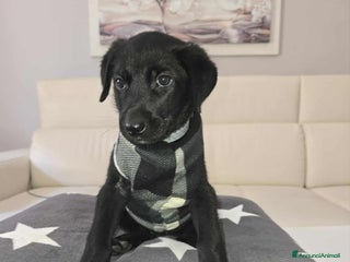 Meticcio cani dolcissima cucciola nerea in regalo - Annuncio 12