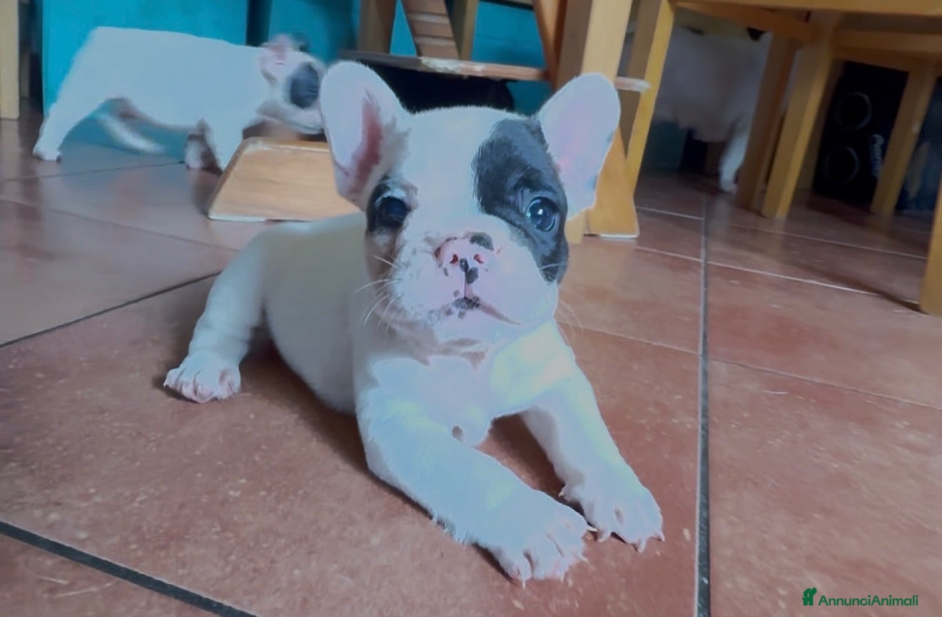 Bulldog Francese cani Bulldog francese cuccioli  - Annuncio 14