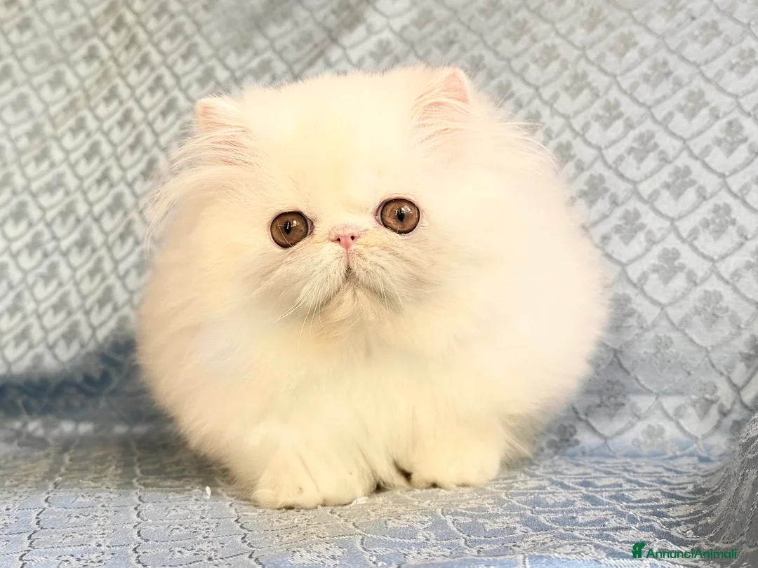 Persiano gatti in vendita: Cucciolo di gatto persiano - Annuncio 2