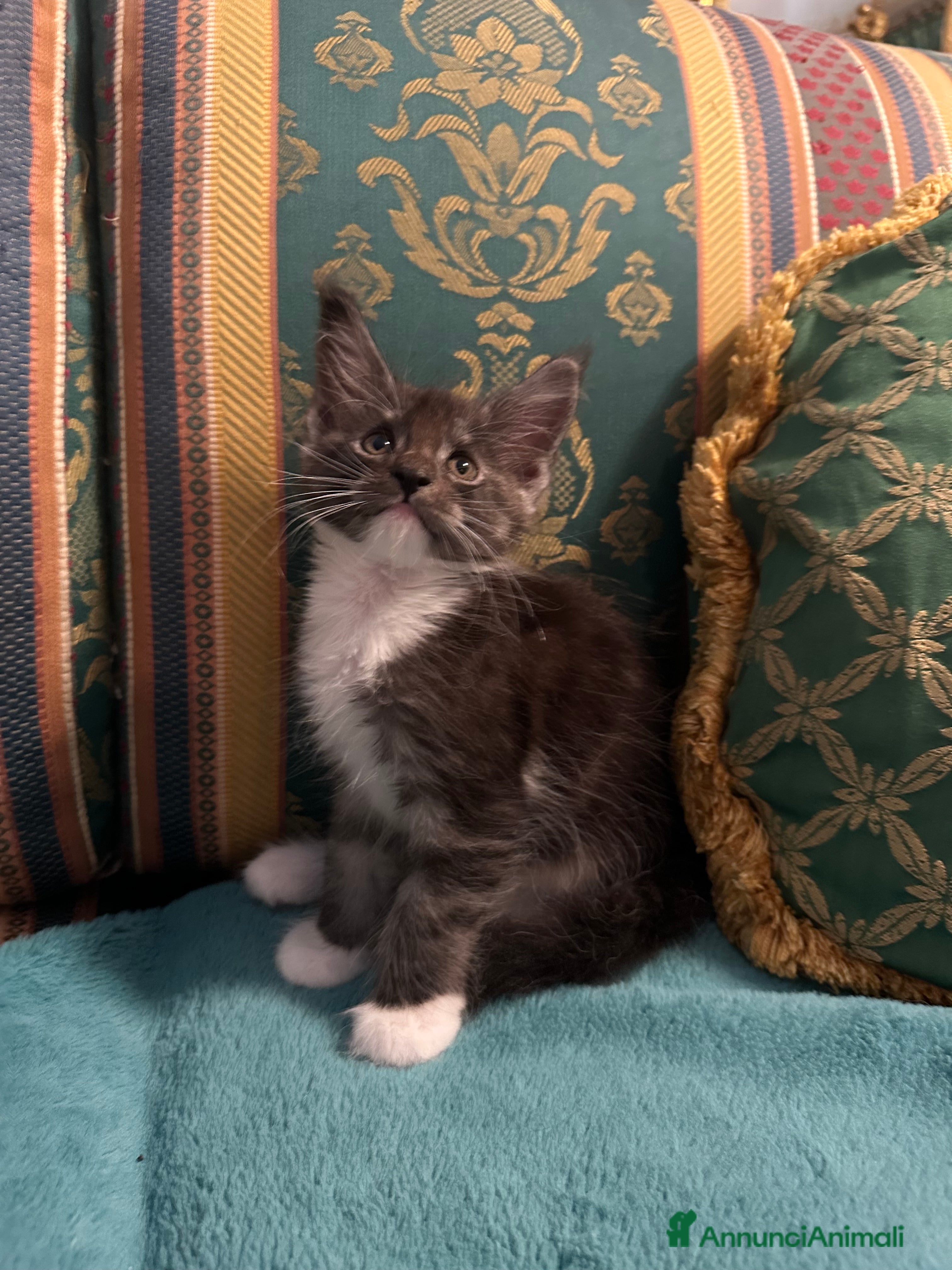 Maine Coon gatti Gattini senza pedigree - Annuncio 2