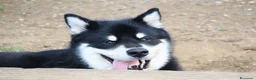 Alaskan Malamute cani per accoppiamento: Alaskan malamute a Provincia di Livorno - Annuncio 28