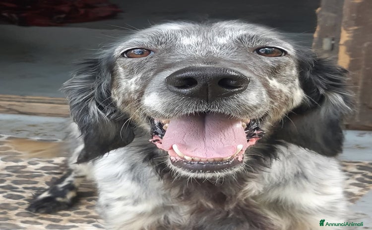 Setter Inglese cani a Città metropolitana di Milano - Annuncio 1