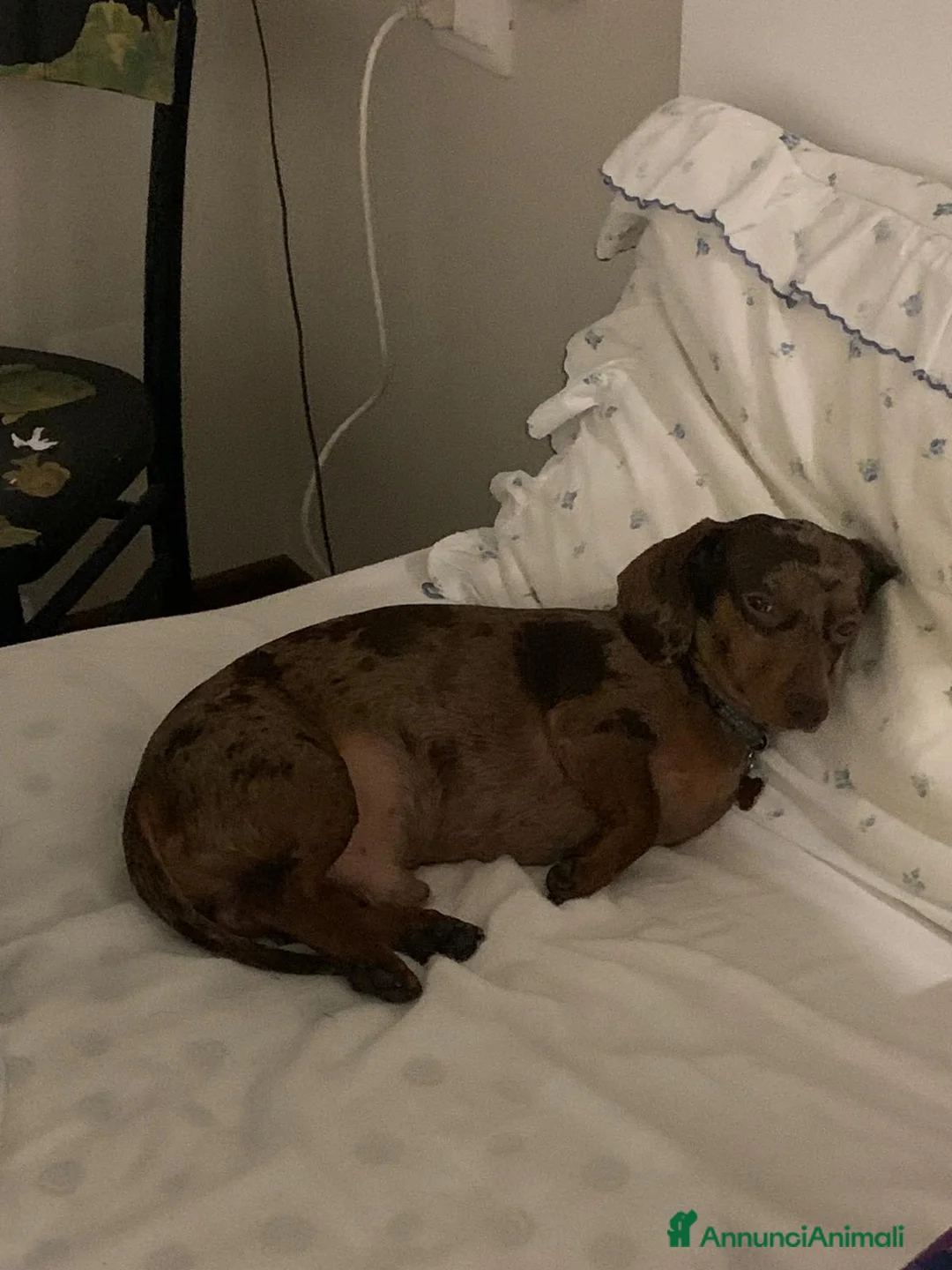 Bassotto cani per accoppiamento: Bassotto maschio cerca femmina per accoppiamento - Annuncio 3