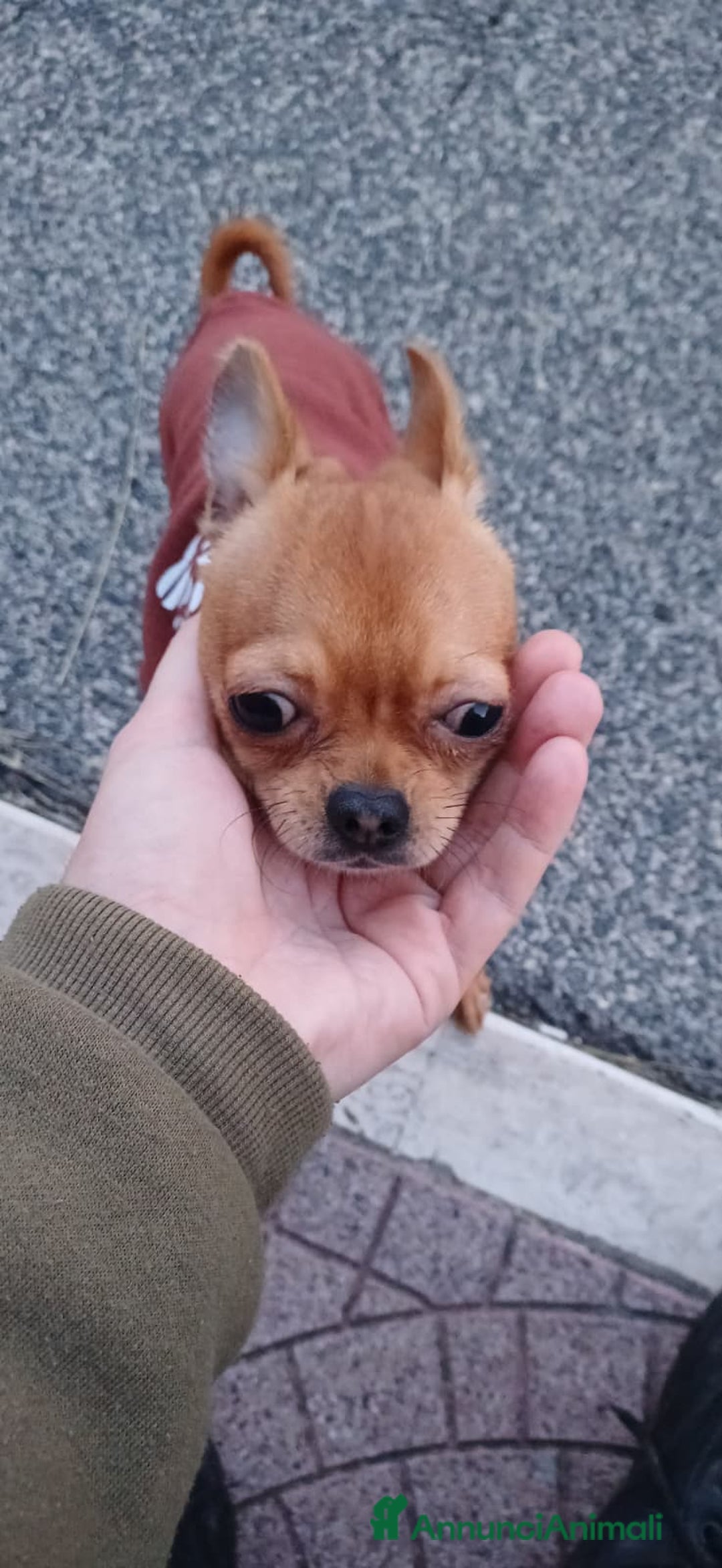 Chihuahua cani in vendita: Chihuahua pelo corto 14 mesi guinzaglio traversina - Annuncio 7