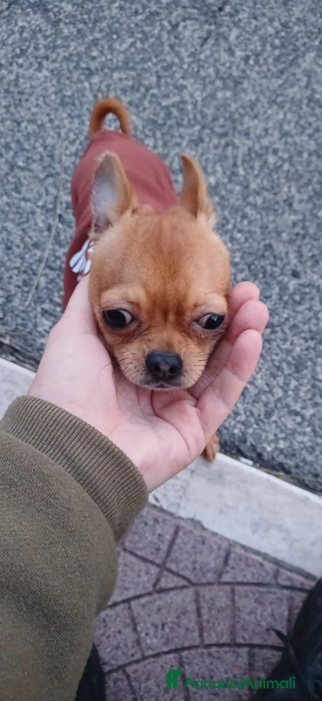 Chihuahua cani in vendita: Chihuahua pelo corto 14 mesi guinzaglio traversina - Annuncio 7