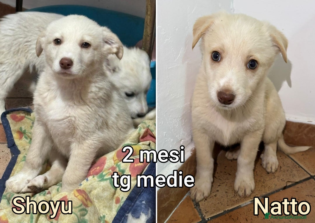 Meticcio cani in regalo: CUCCIOLI ABBANDONATI: URGENTE  - Annuncio 13