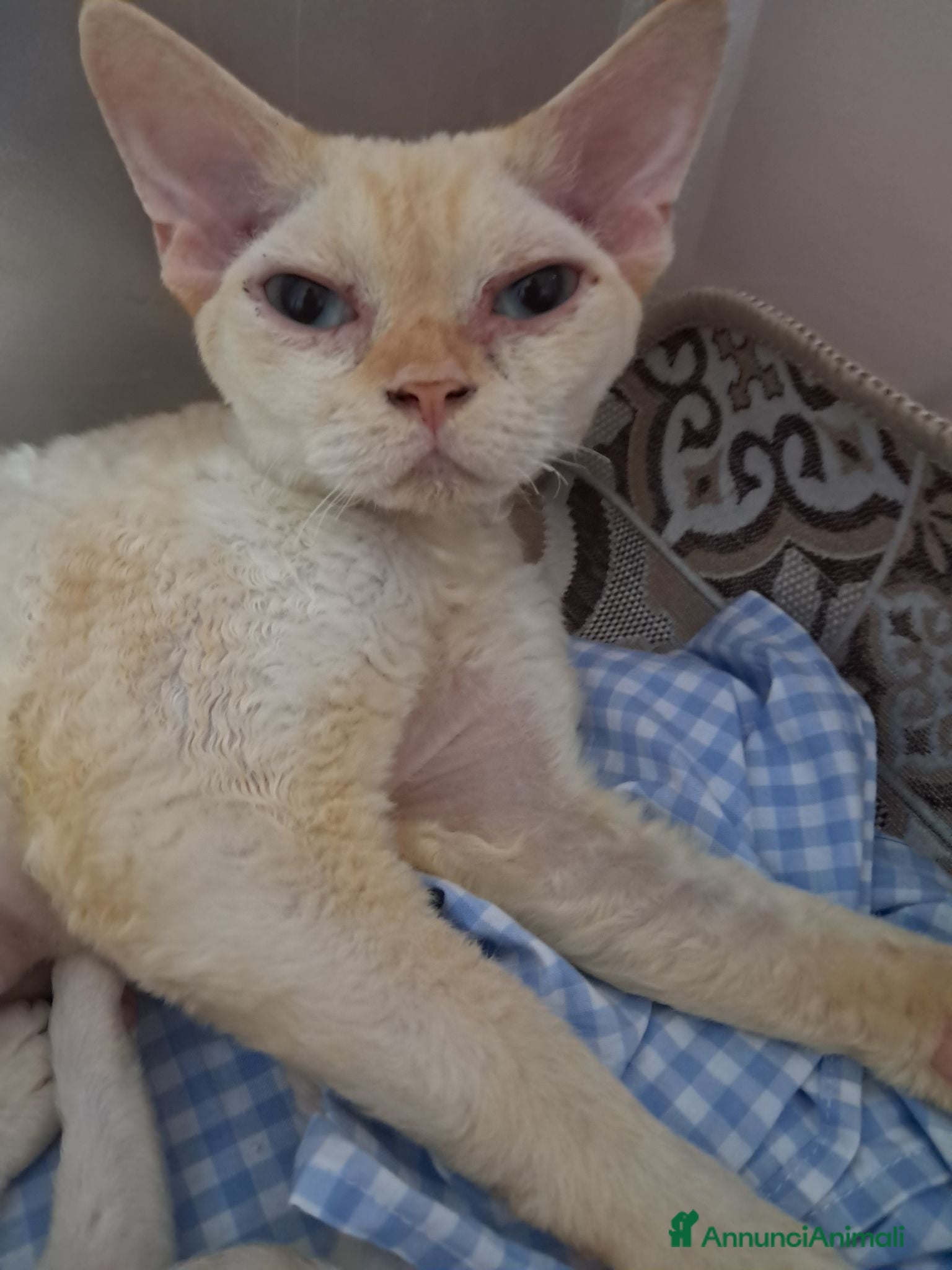 Devon Rex gatti Cuccioli devon rex.  - Annuncio 27