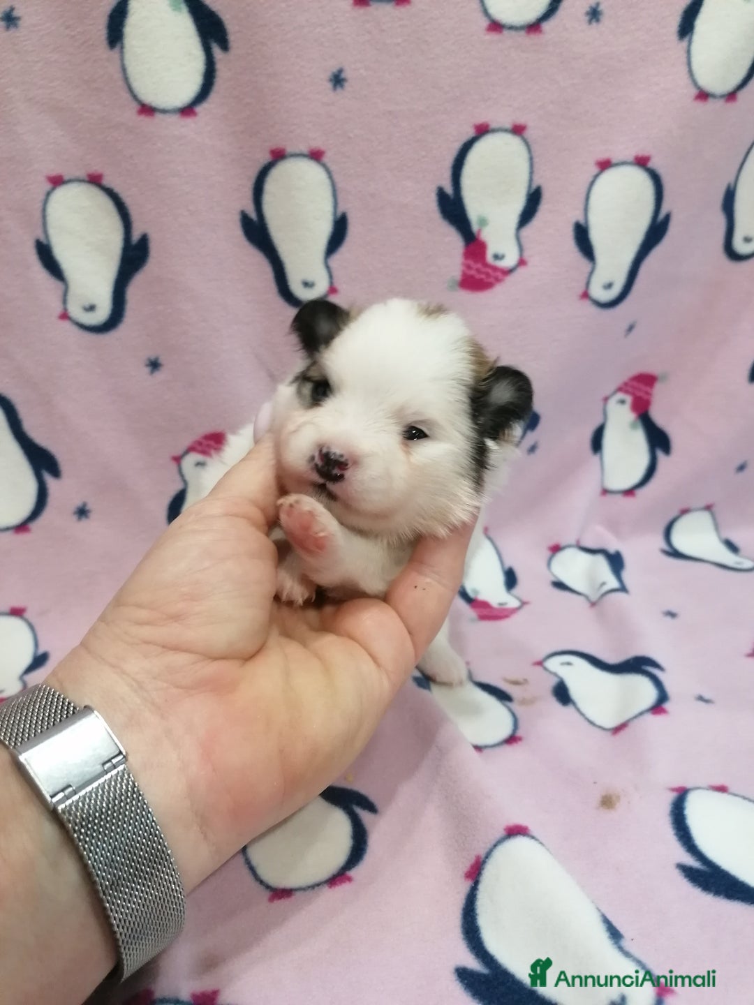 Volpino Pomerania cani in vendita: Volpino Pomerania  - Annuncio 6