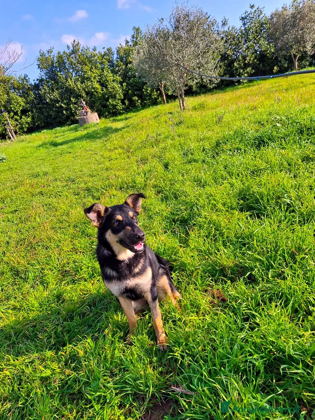 Meticcio cani in regalo: ADA 🩷 - cucciola taglia media contenuta cerca 🏠  - Annuncio 4