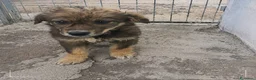 Meticcio cani in regalo: Bing e Sula - Annuncio 2