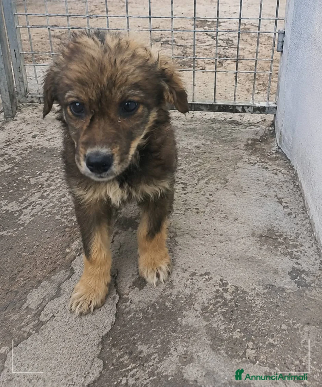 Meticcio cani in regalo: Bing e Sula - Annuncio 2