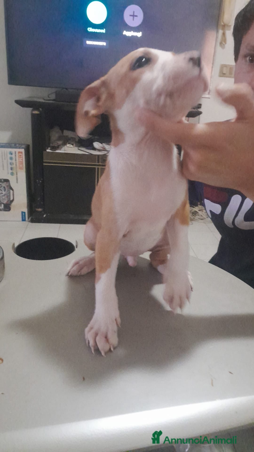 Pitbull cani in vendita: CUCCIOLI DI PITBULL a Provincia di Viterbo - Immagine 20