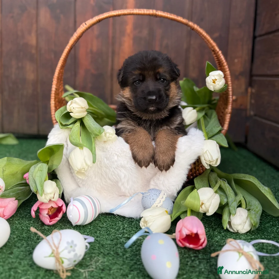 Pastore Tedesco cani in vendita: Cuccioli di pastore tedesco  a Provincia di Varese - Annuncio 1