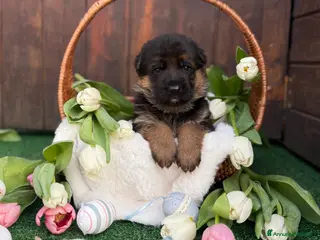 Pastore Tedesco cani Cuccioli di pastore tedesco - Annuncio 1