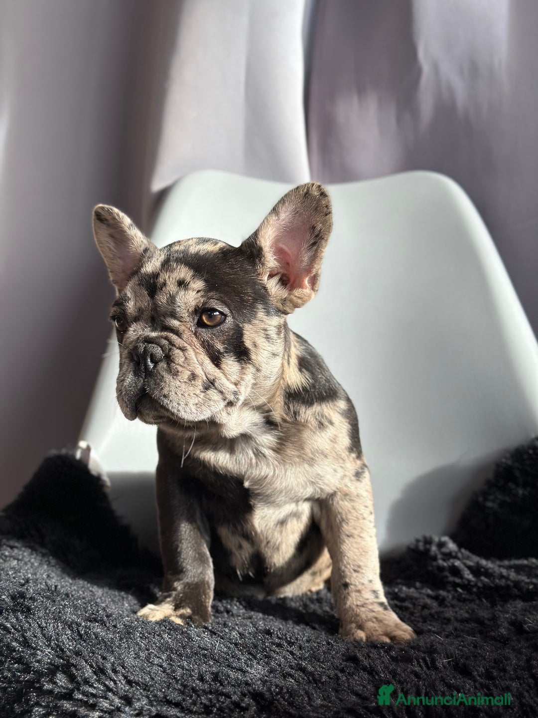 Bulldog Francese cani in vendita: Cucciola di Bulldog Francese Esotico - Annuncio 2