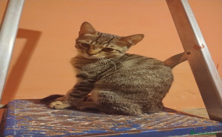 Europeo gatti - Annuncio 5