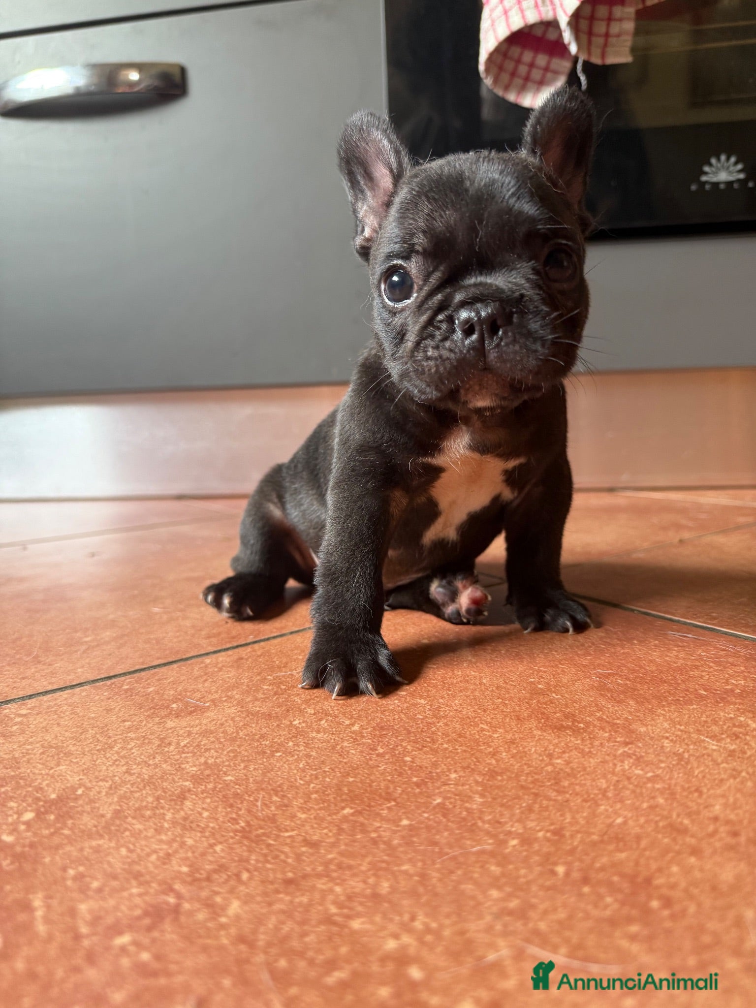 Bulldog Francese cani Bulldog francese cucciolo  - Annuncio 18