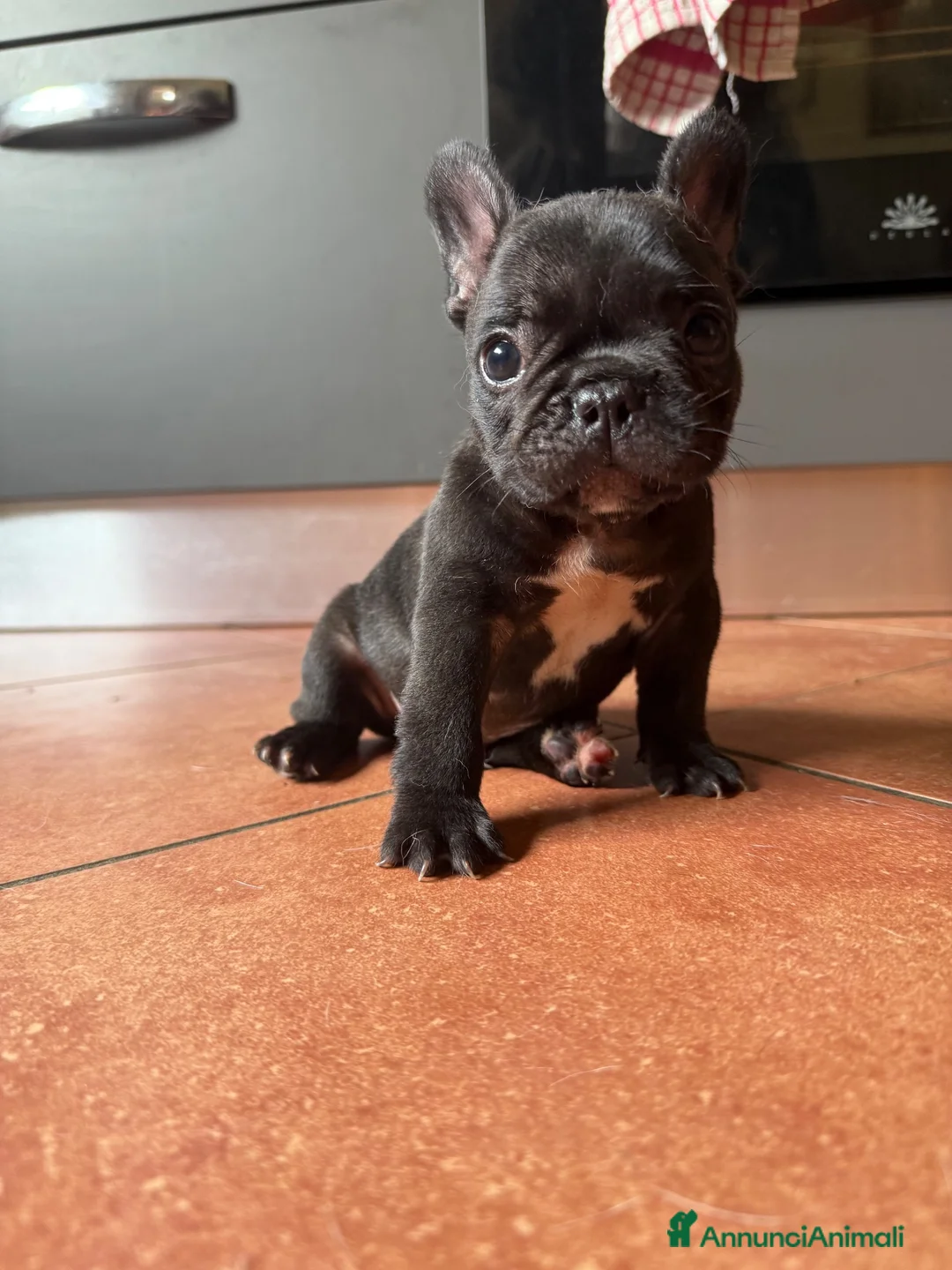 Bulldog Francese cani in vendita: Bulldog francese cucciolo  - Annuncio 1