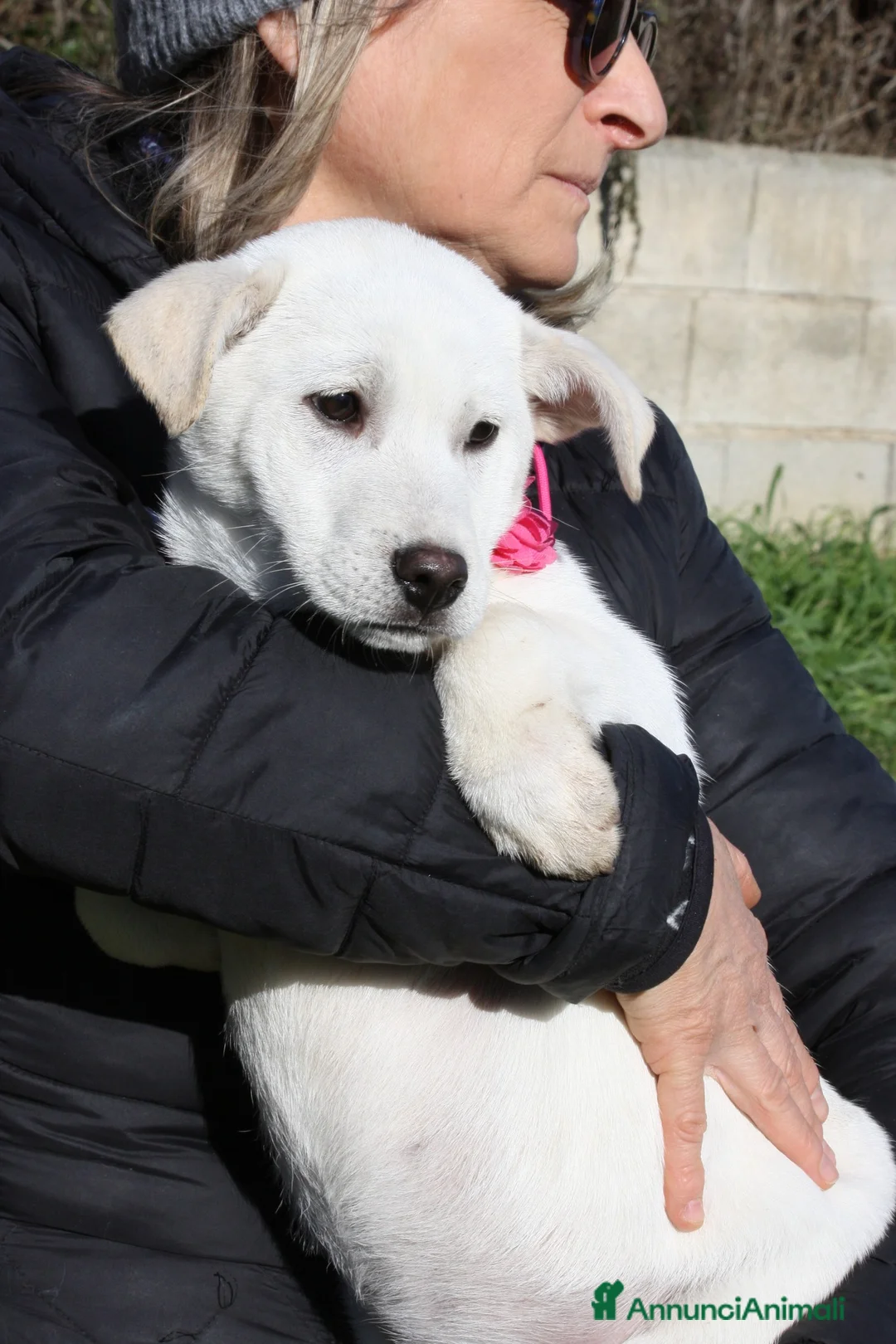 Meticcio cani in regalo: Akira mix akita in adozione  - Annuncio 2