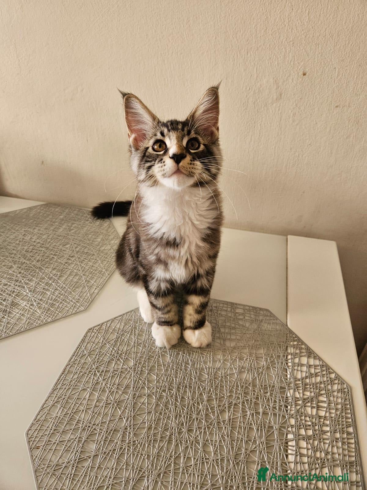 Maine Coon gatti Nuova cucciolata !! 2 Maschi 1 femmina - Annuncio 2