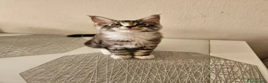 Maine Coon 2