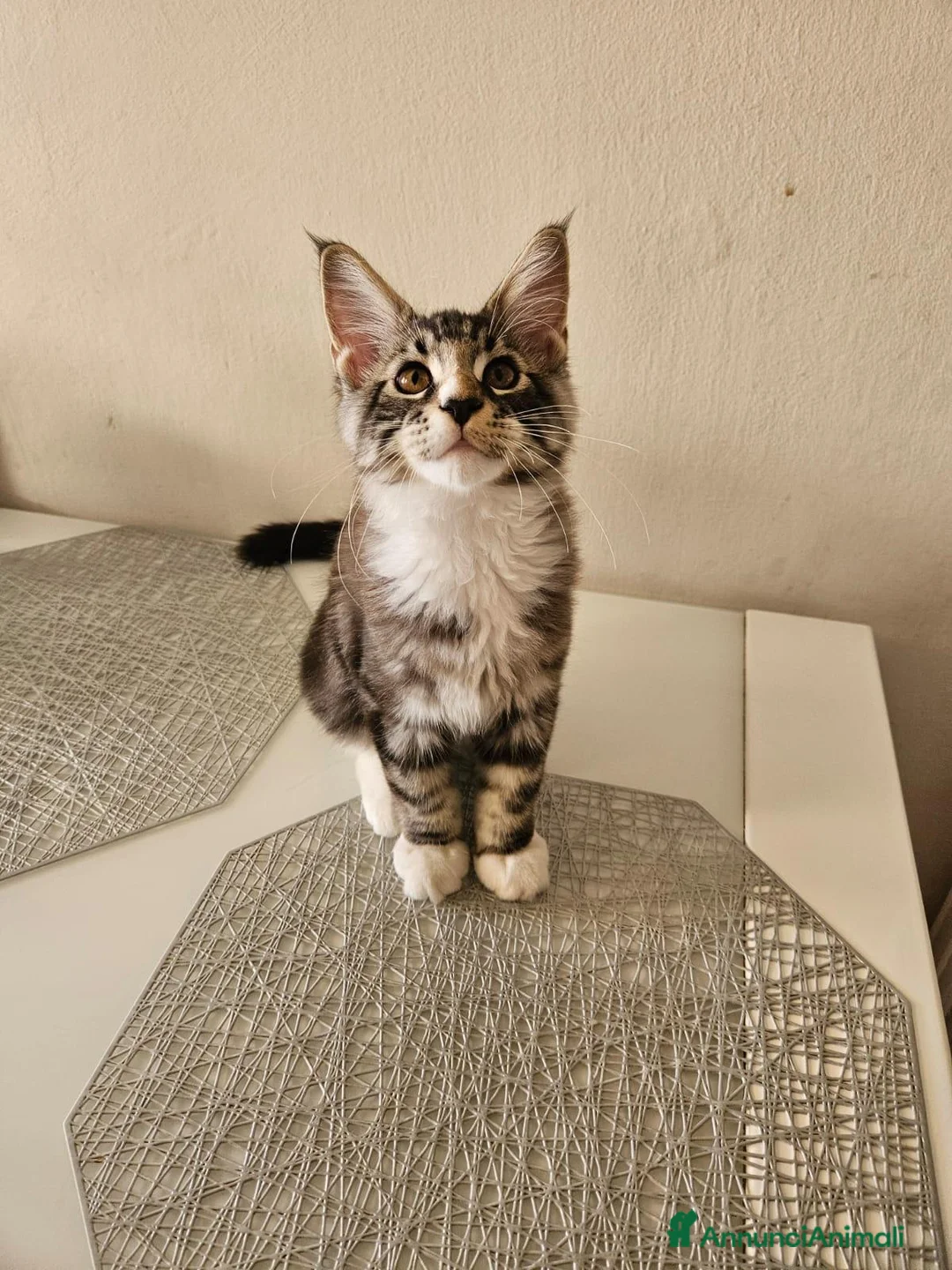 Maine Coon gatti in vendita: Nuova cucciolata !! 2 Maschi 1 femmina - Annuncio 2