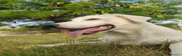 Meticcio cani in regalo: Bob, candido cucciolone - Annuncio 3