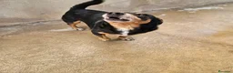 Pinscher Tedesco cani in regalo: Morris: nonnino pinscherino socievole. - Annuncio 13