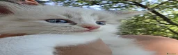 Siberiano gatti in vendita: Cuccioli di Siberiano neva masquerade a Città metropolitana di Roma Capitale - Annuncio 3