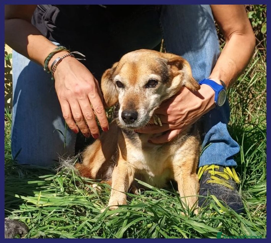 Meticcio cani in regalo: Nonna POLENTA sogna un divano e tante coccole - Annuncio 5