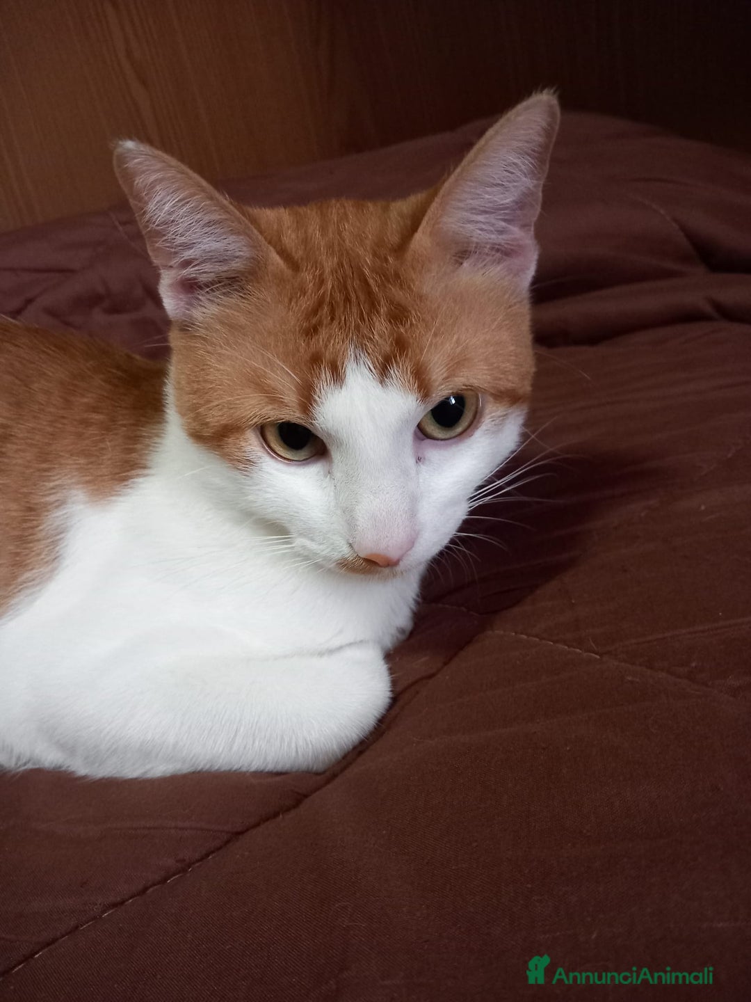 Altre razze gatti in regalo: GATTO ADULTO  - Annuncio 5