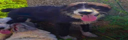Meticcio cani in regalo: DRUSILLA 🩷 È ANCORA QUI. MA PERCHÉ? 🙏🏻 a Provincia di Macerata - Annuncio 4