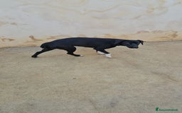 Meticcio cani in regalo: Beatrice: cucciolotta taglia contenuta socievole  a Città Metropolitana di Genova - Immagine 27