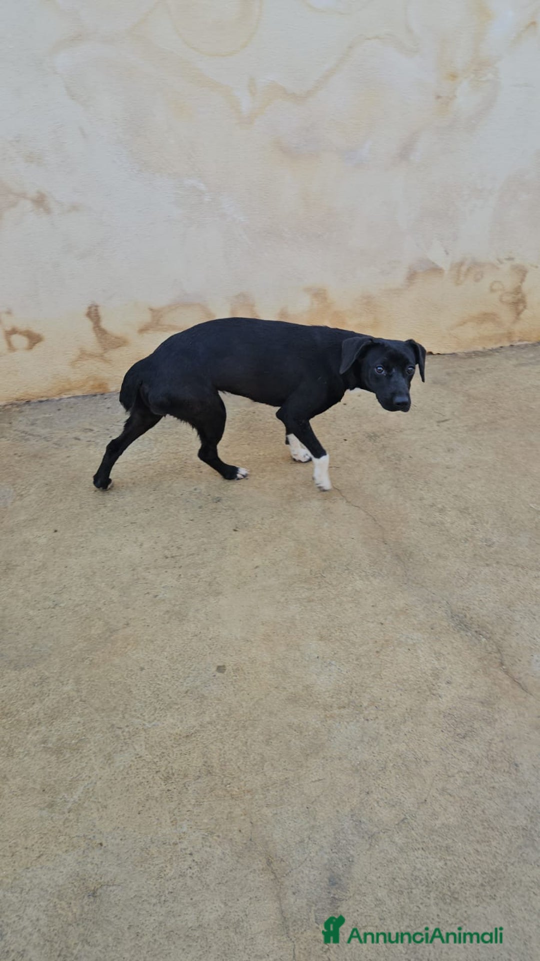 Meticcio cani in regalo: Beatrice: cucciolotta taglia contenuta socievole  a Città Metropolitana di Genova - Immagine 27