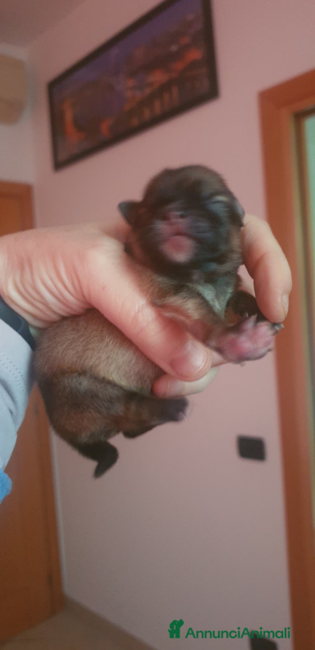 Volpino Pomerania cani in vendita: Pomerania nani  - Annuncio 2