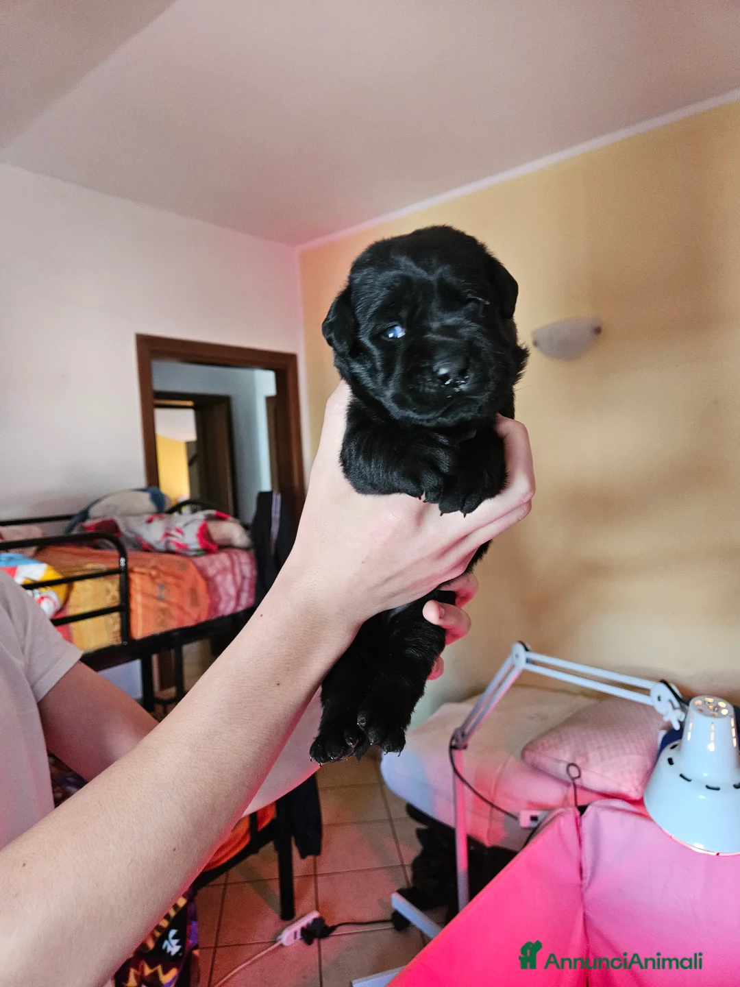 Labrador cani in vendita: Cucciolo Labrador Retriever nero - Annuncio 3