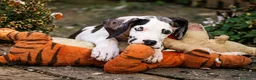 Alano cani in vendita: CUCCIOLI DI ALANO PRONTI - Annuncio 3