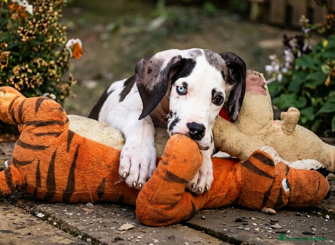 Alano cani in vendita: CUCCIOLI DI ALANO PRONTI - Annuncio 3