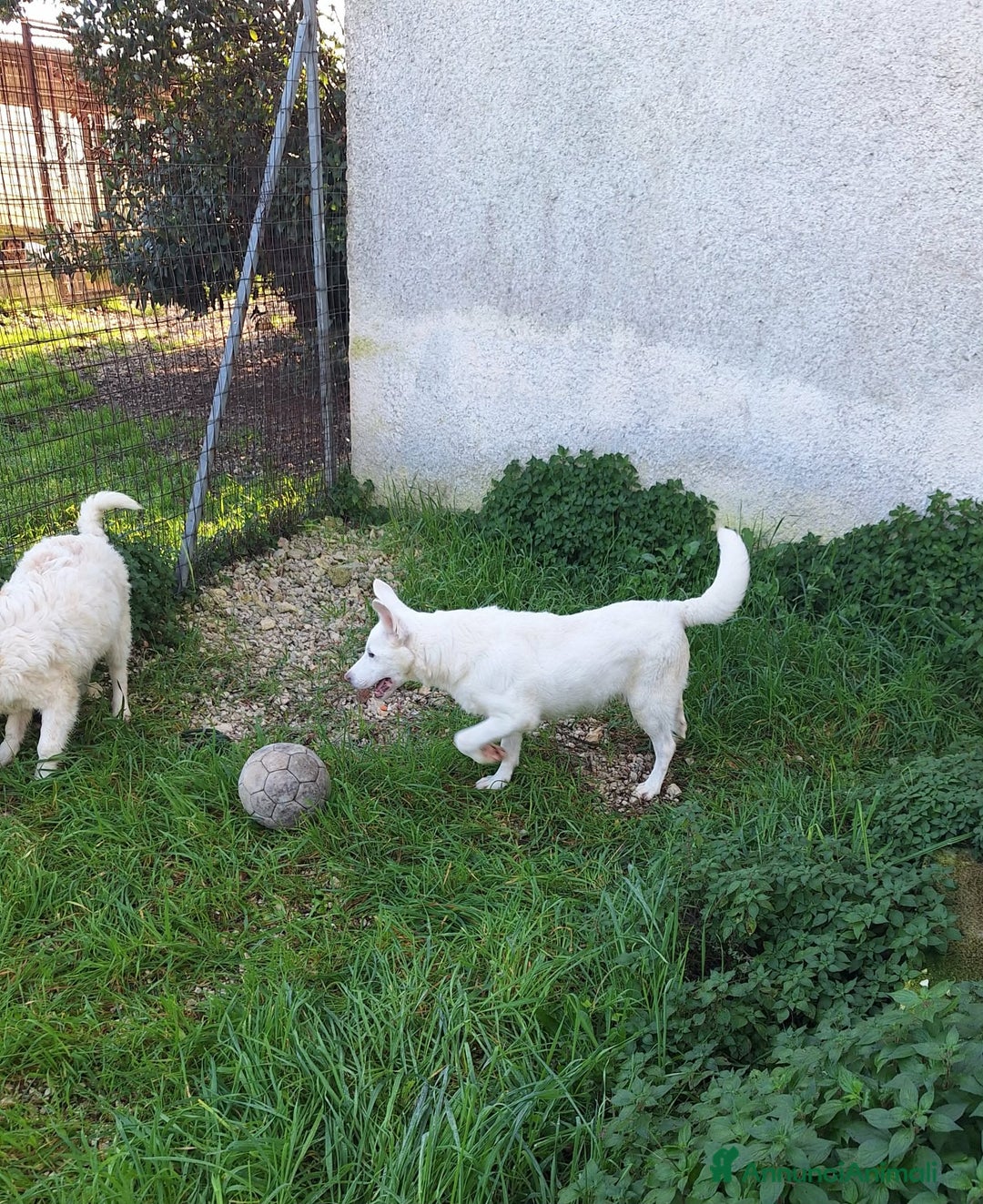 Meticcio cani in regalo: Erik stupendo mix pastore svizzero in adozione  - Annuncio 4